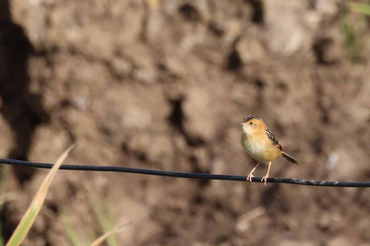 Golden-headed Cisticola - ML620511106