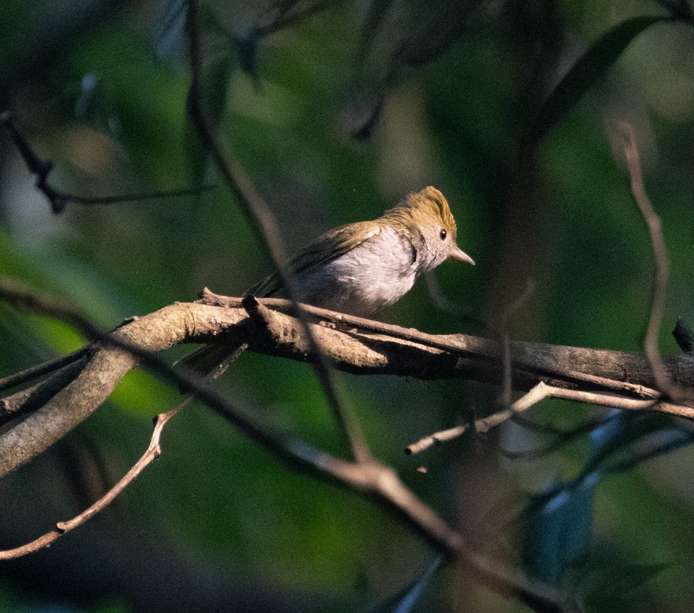 White-bellied Erpornis - ML620511120