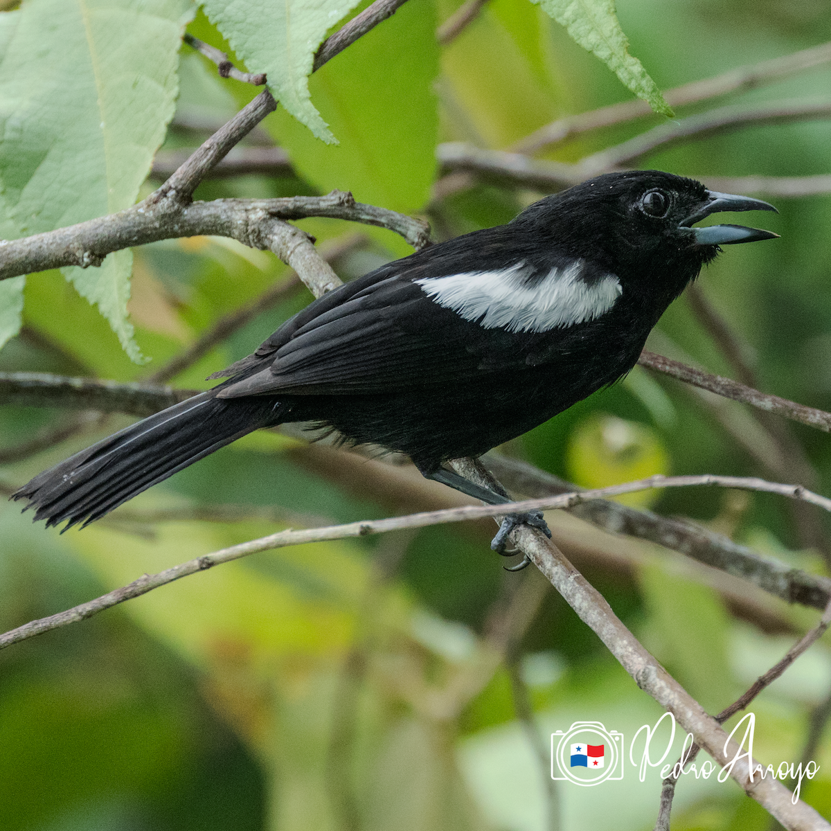 White-shouldered Tanager - ML620511121