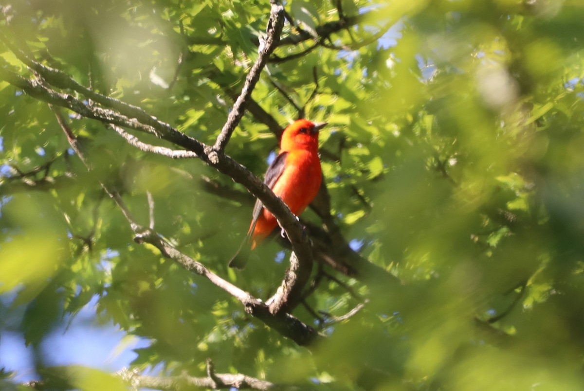 Scarlet Tanager - ML620511122