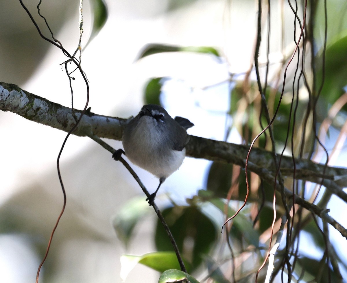 Brown Gerygone - ML620511129