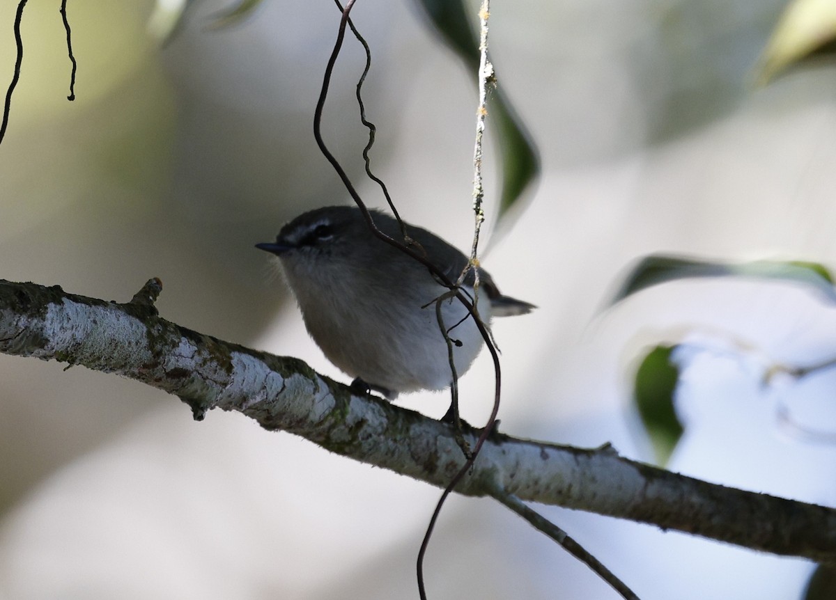 Brown Gerygone - ML620511130