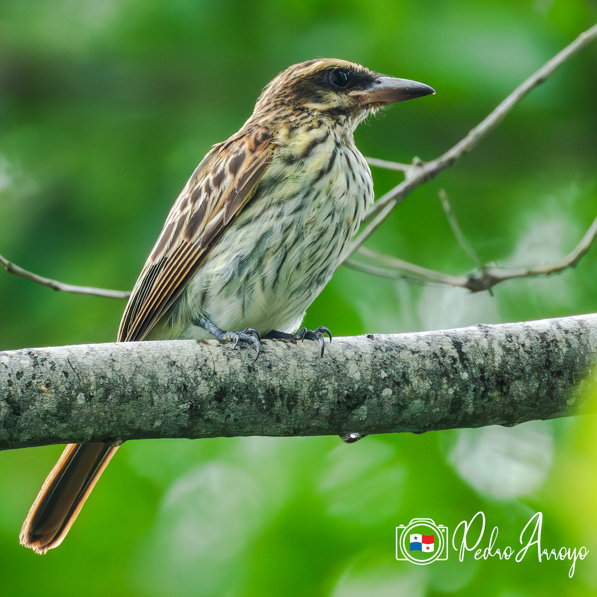 Streaked Flycatcher - ML620511134