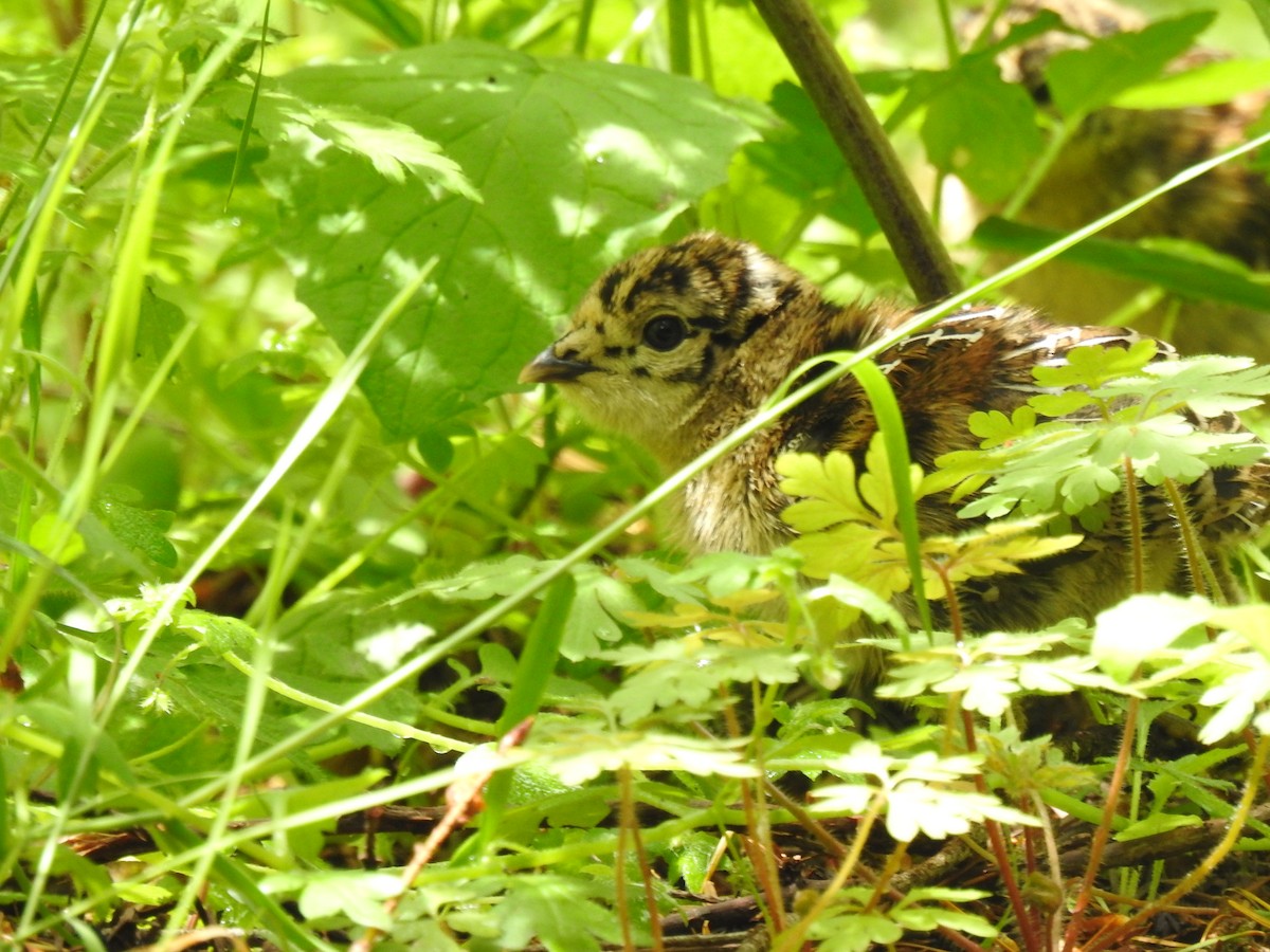 Sooty Grouse - ML620511147