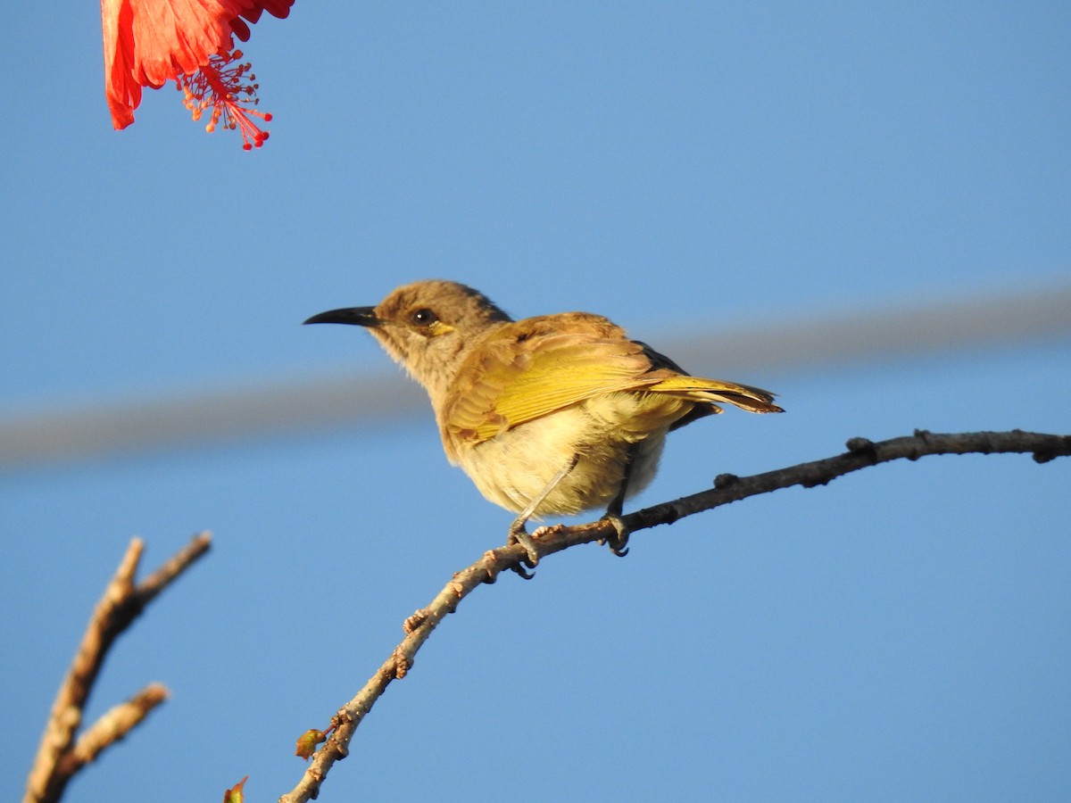 Brown Honeyeater - ML620511148