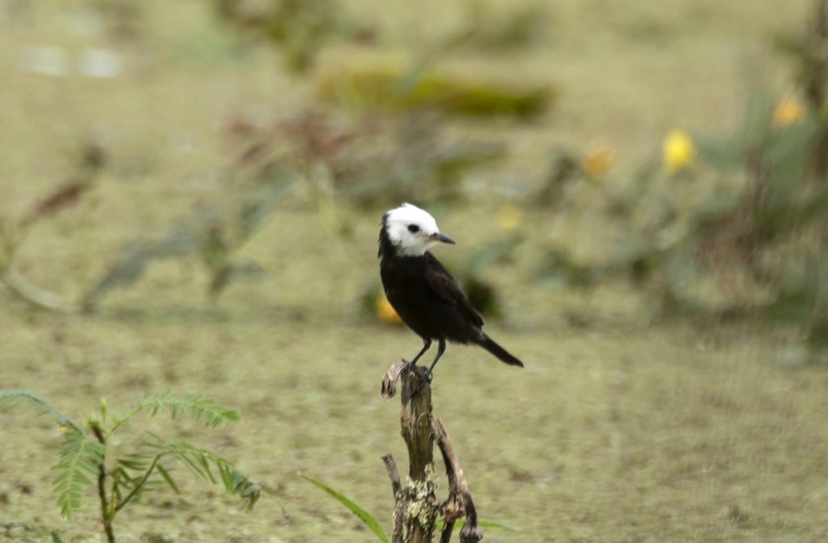 White-headed Marsh Tyrant - ML620511152