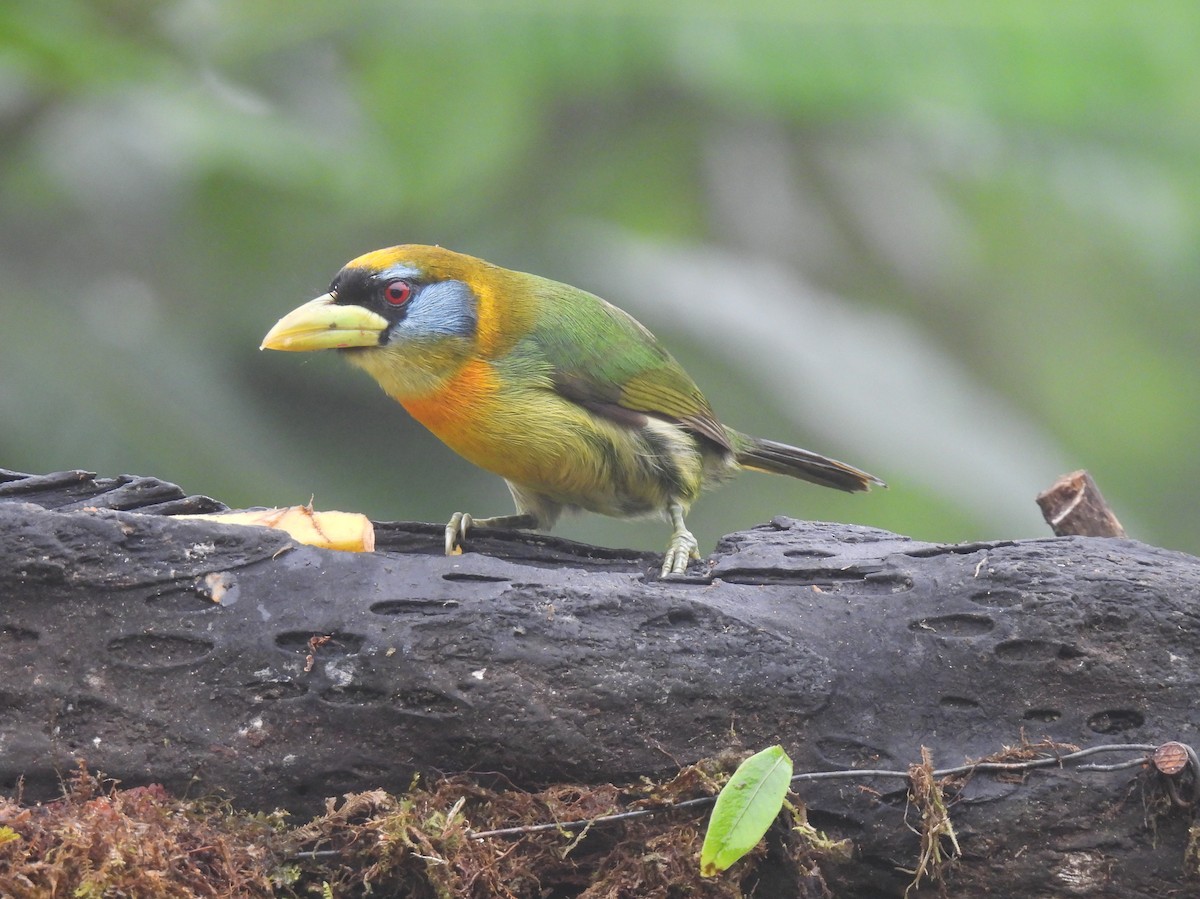 Red-headed Barbet - Carmen  Andrade