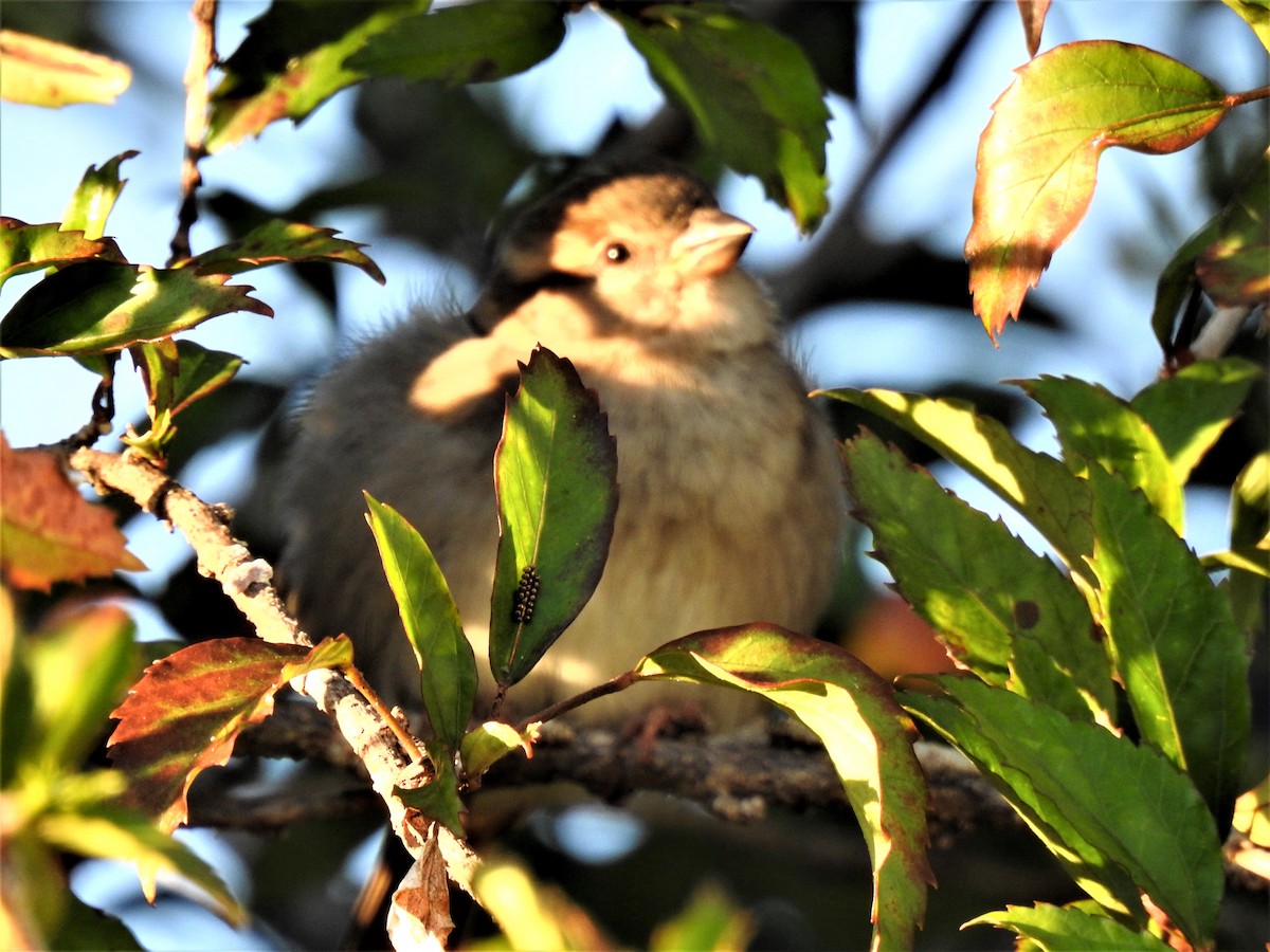 House Sparrow - ML620511155