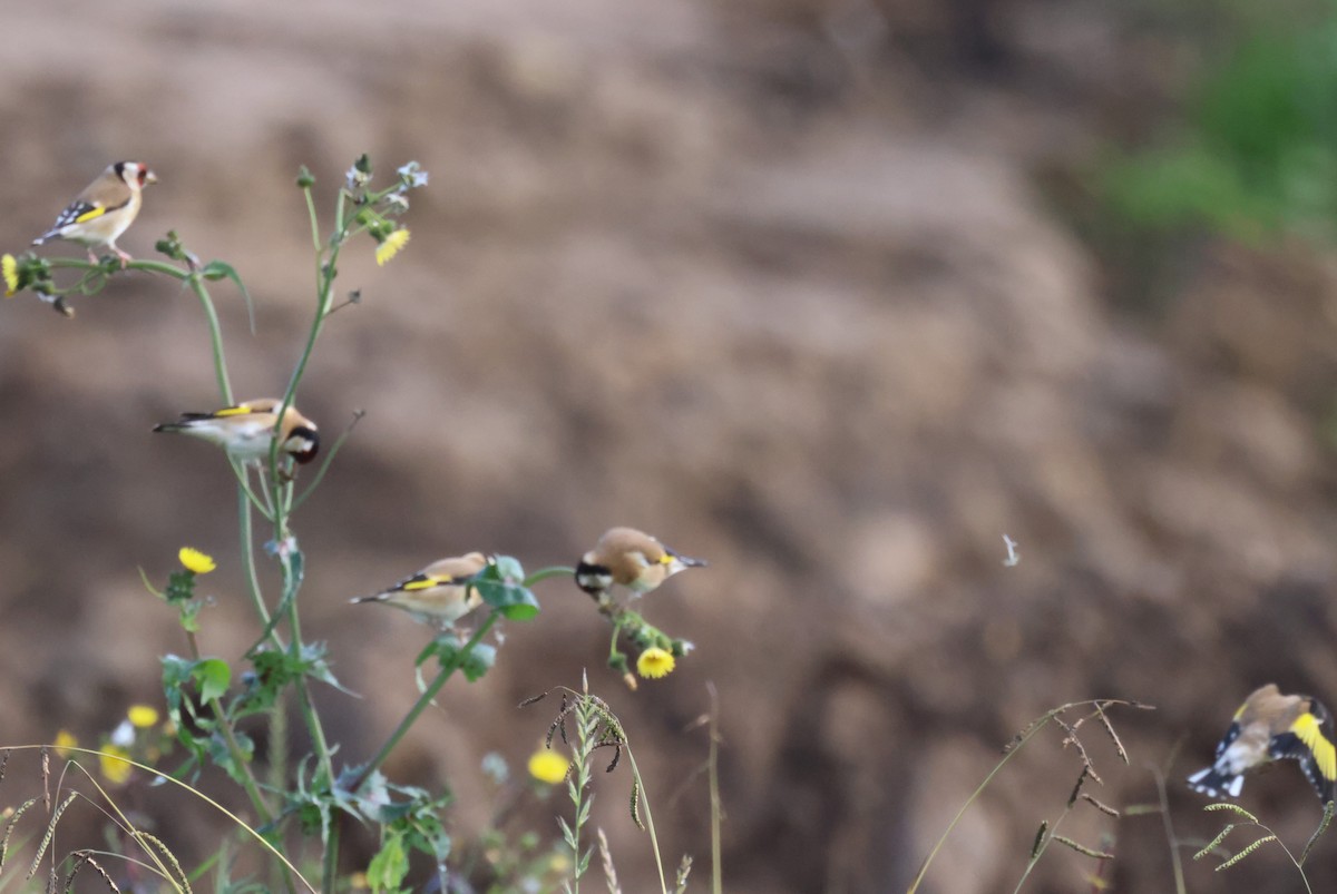 European Goldfinch - GEOFFREY SHINKFIELD