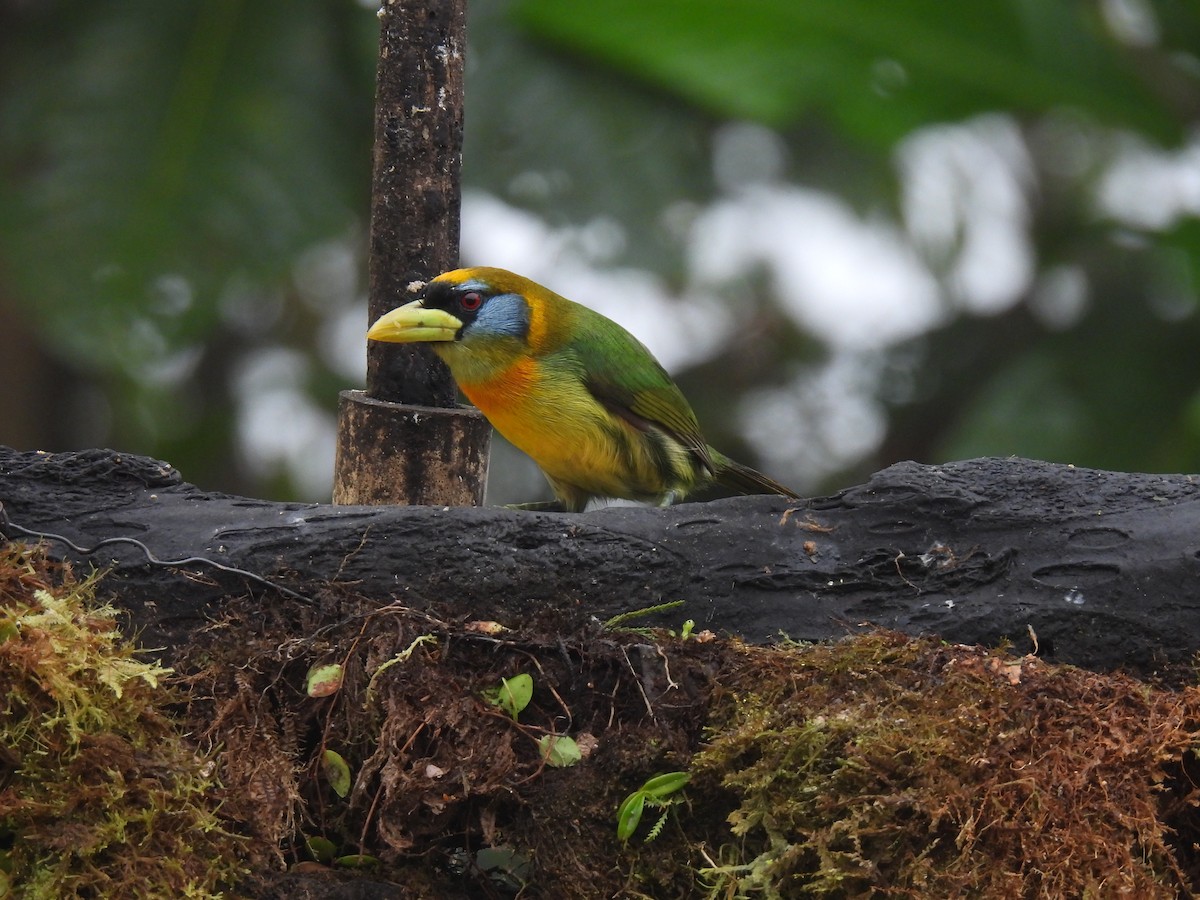 Red-headed Barbet - Carmen  Andrade