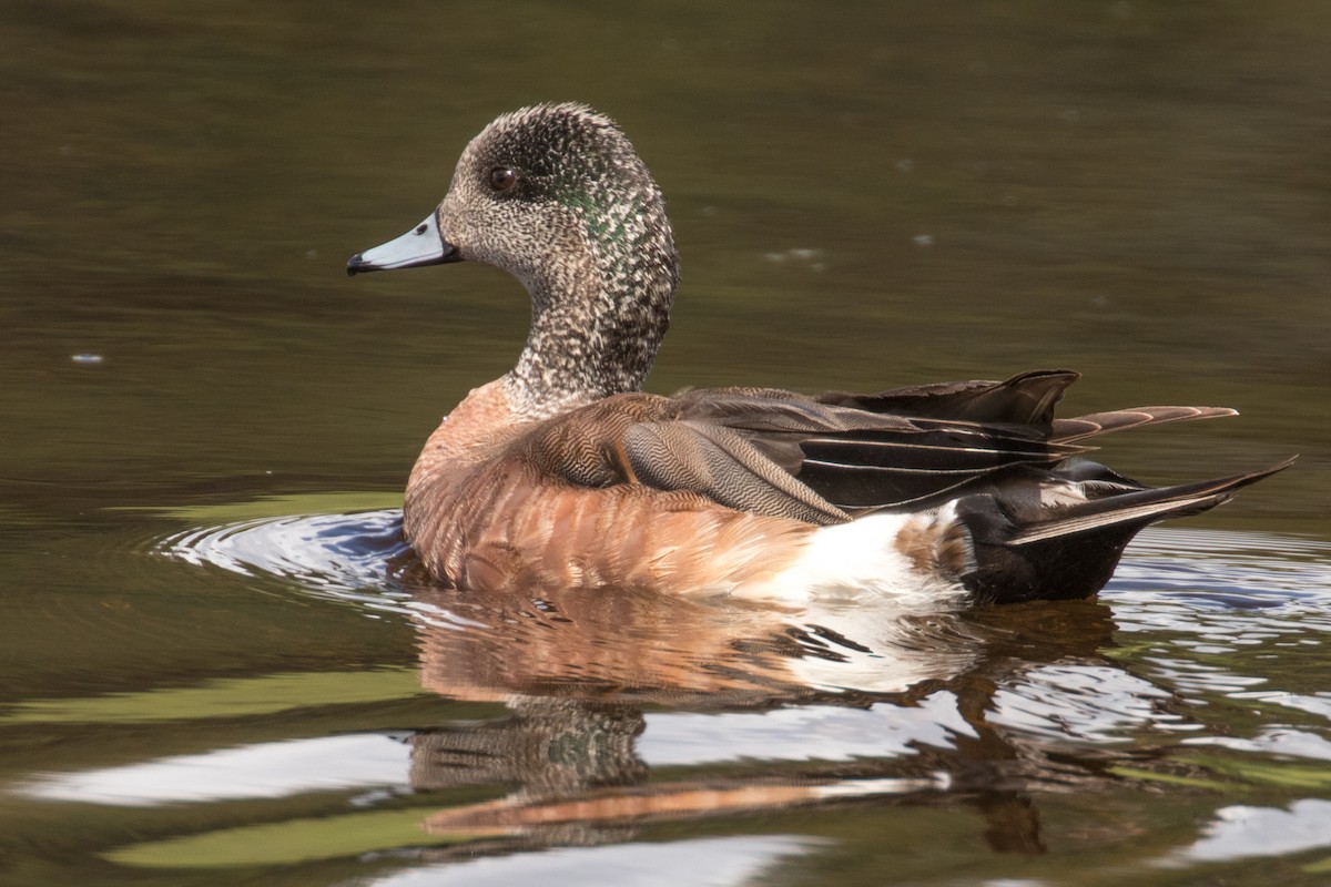 American Wigeon - ML620511168