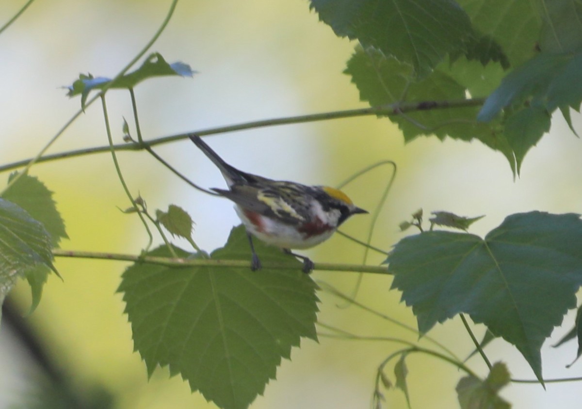 Chestnut-sided Warbler - ML620511169