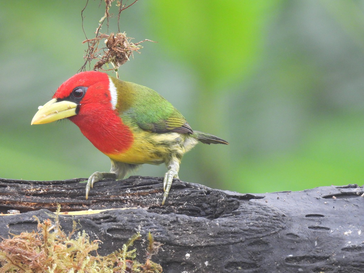 Red-headed Barbet - ML620511172