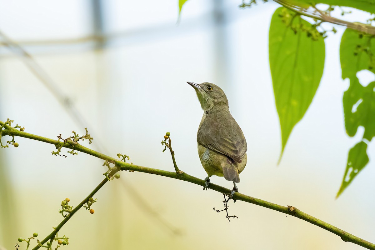 Black-faced Dacnis - ML620511173