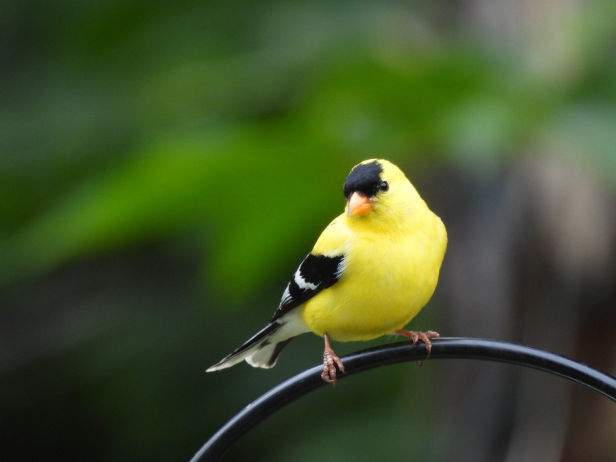 American Goldfinch - ML620511177