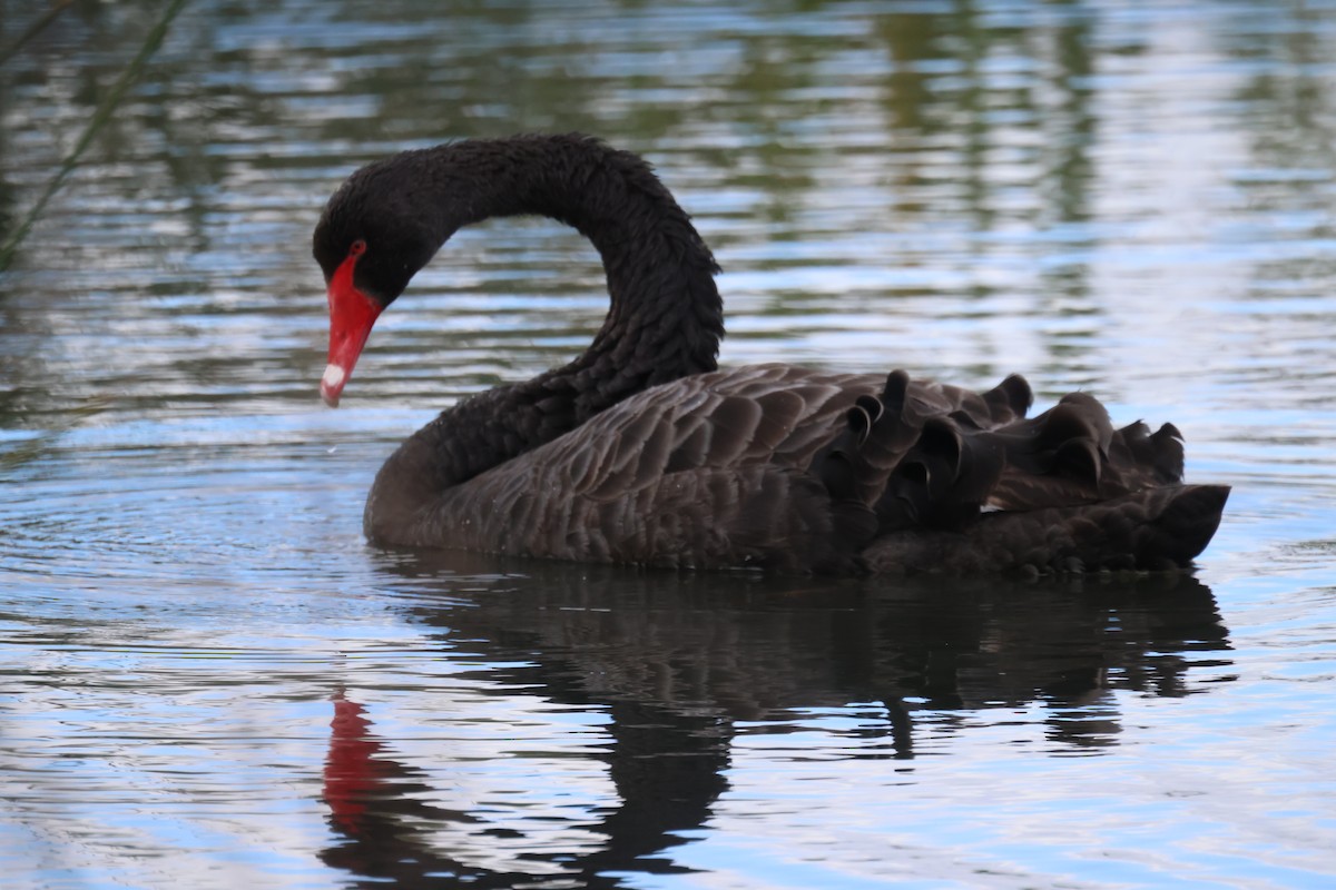Black Swan - ML620511180