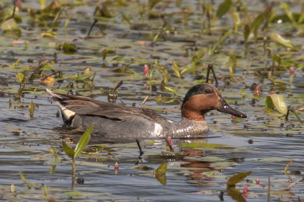 Green-winged Teal - ML620511182