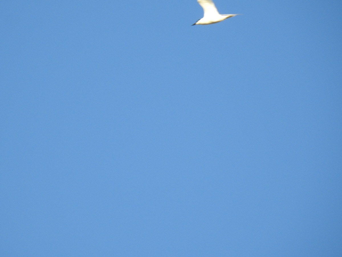 Common Tern - ML620511183