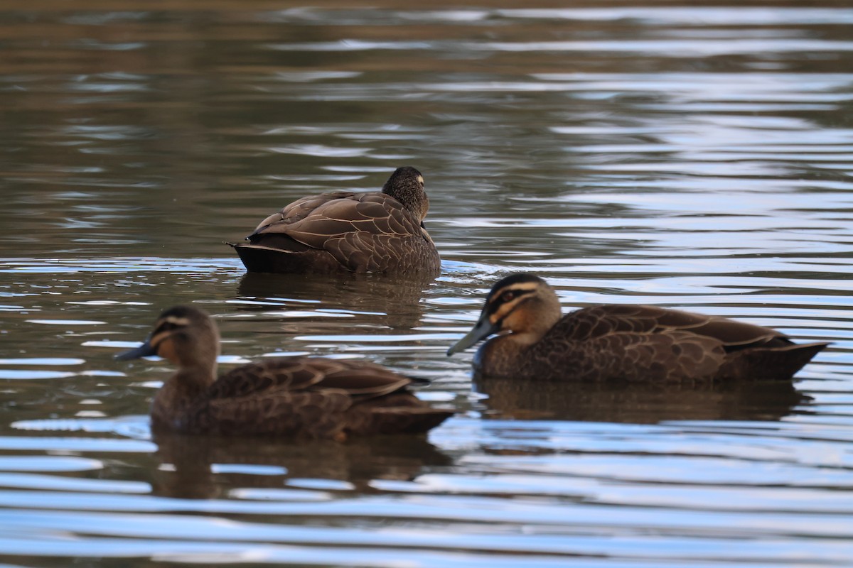 Pacific Black Duck - ML620511184