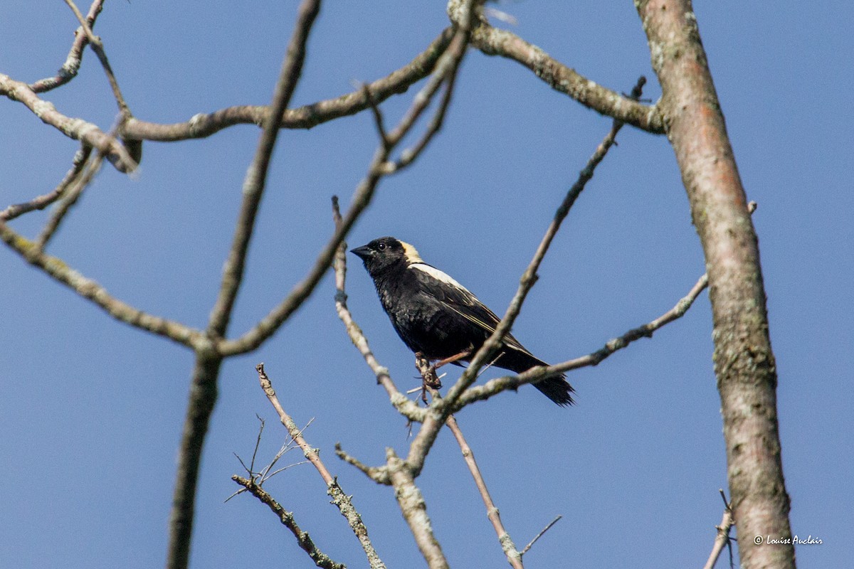 bobolink americký - ML620511185