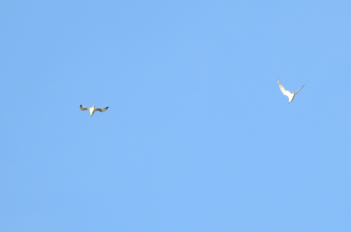 Common Tern - ML620511186