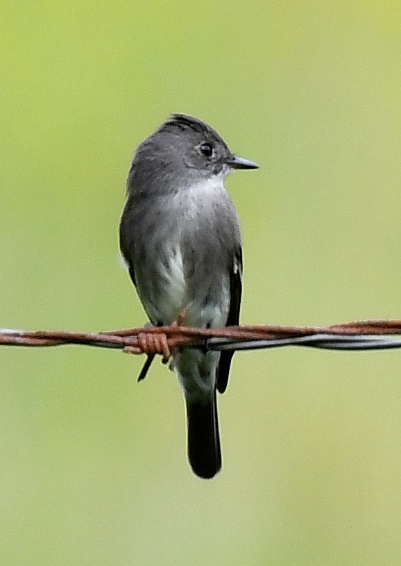 Olive-sided Flycatcher - ML620511189