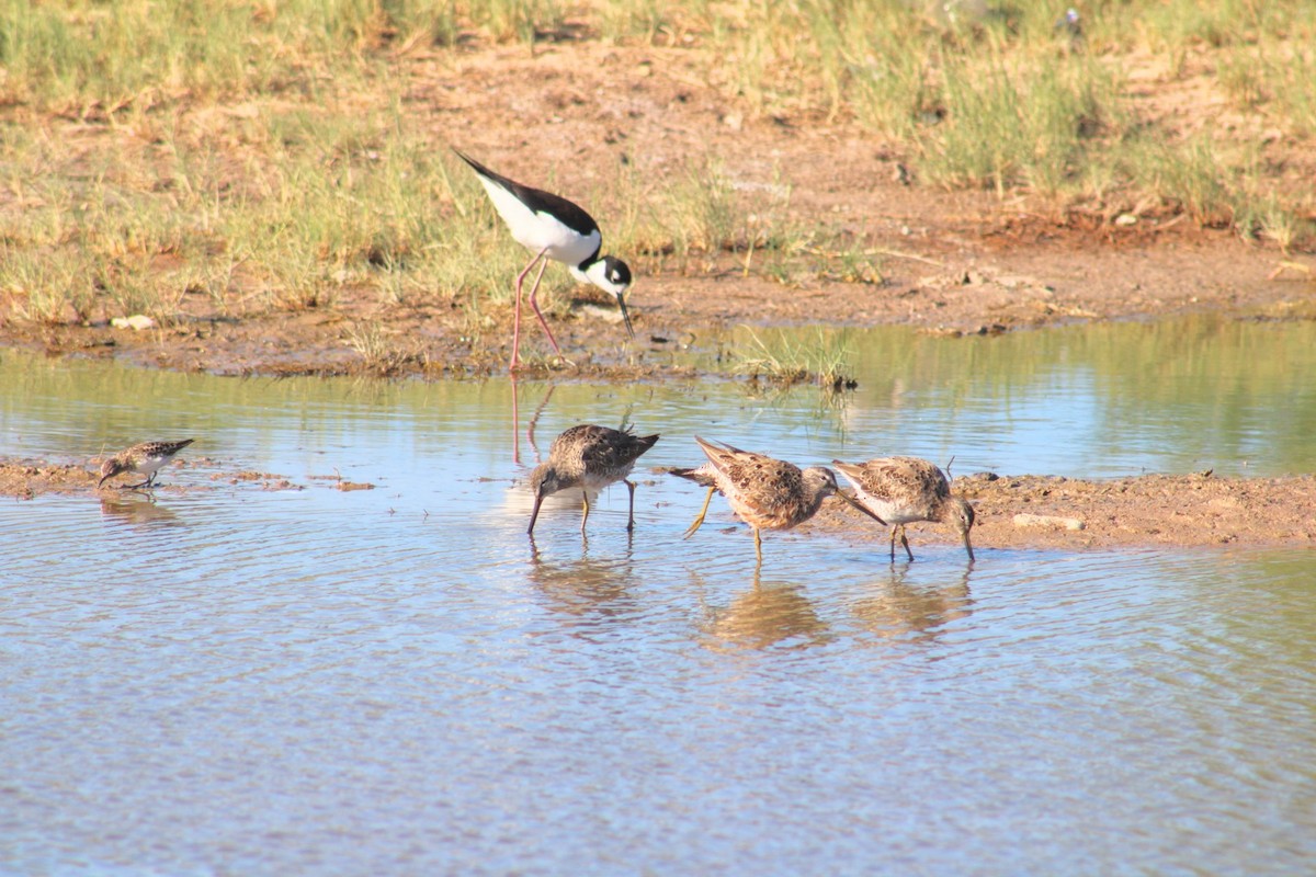 Long-billed Dowitcher - ML620511196