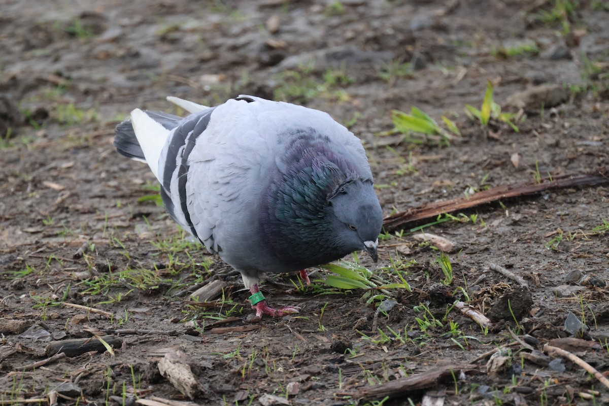 Pigeon biset (forme domestique) - ML620511197