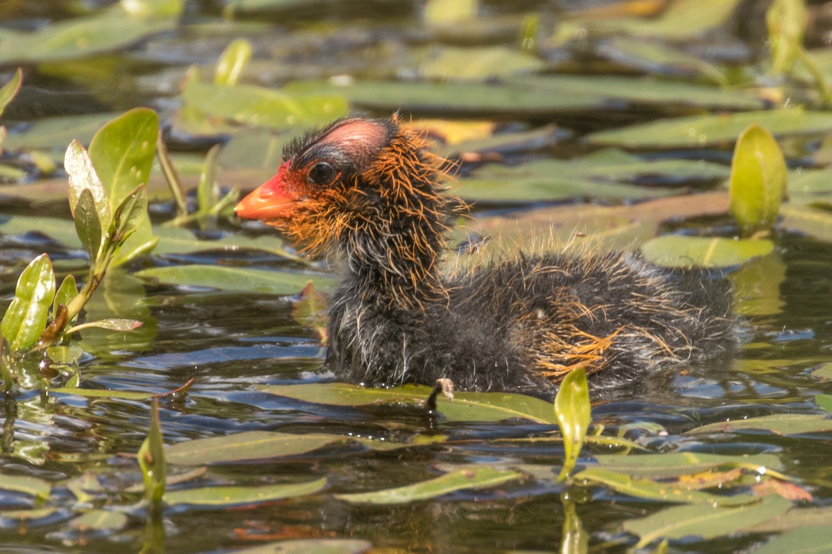 American Coot - ML620511198