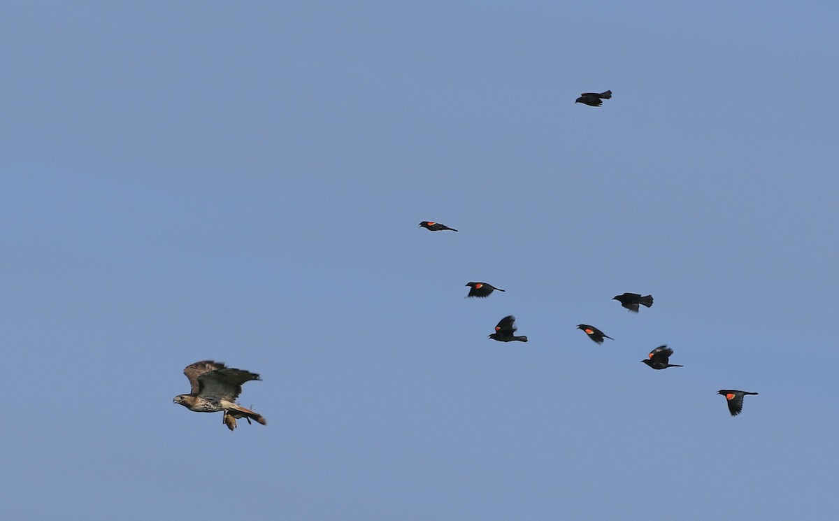 Red-tailed Hawk - ML620511200