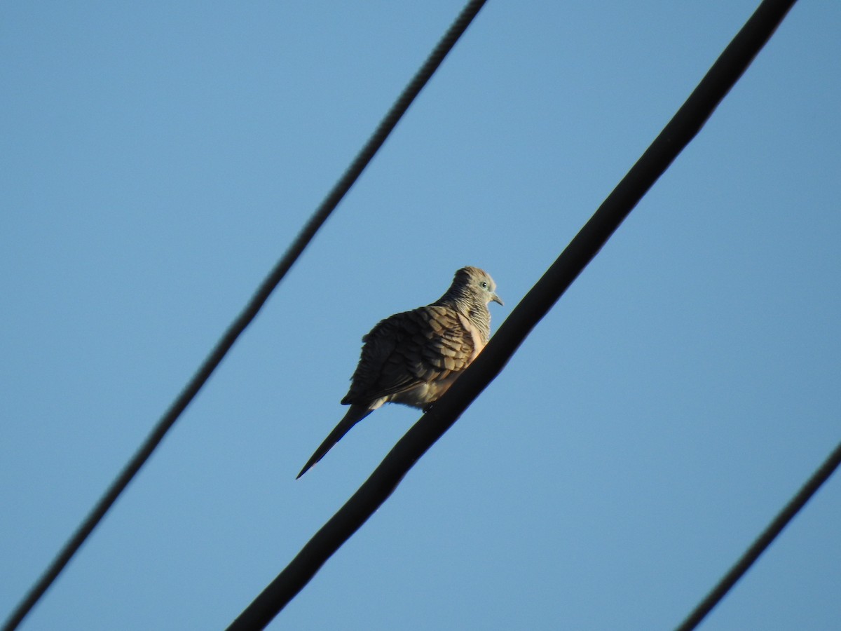 Peaceful Dove - ML620511202