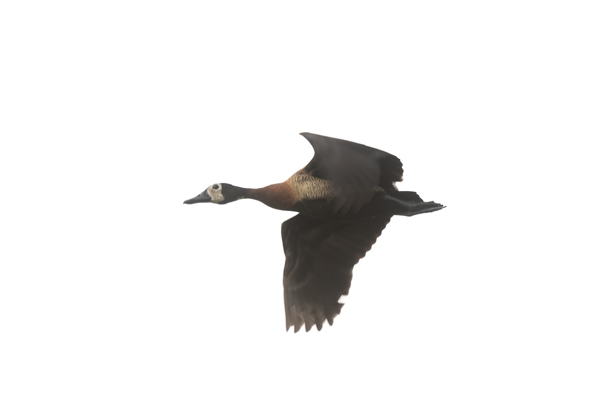 White-faced Whistling-Duck - ML620511205