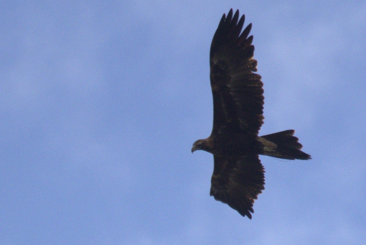 Wedge-tailed Eagle - ML620511209
