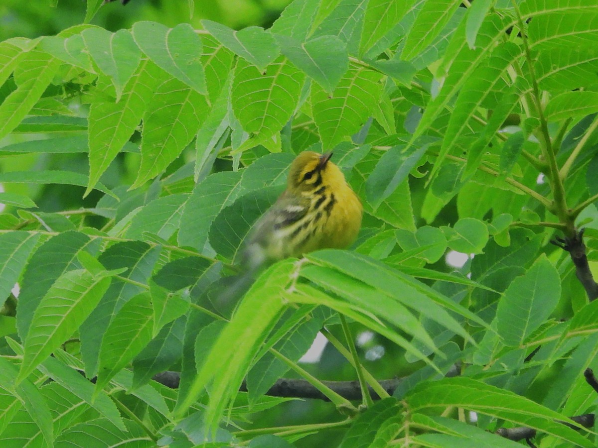 Prairie Warbler - ML620511211