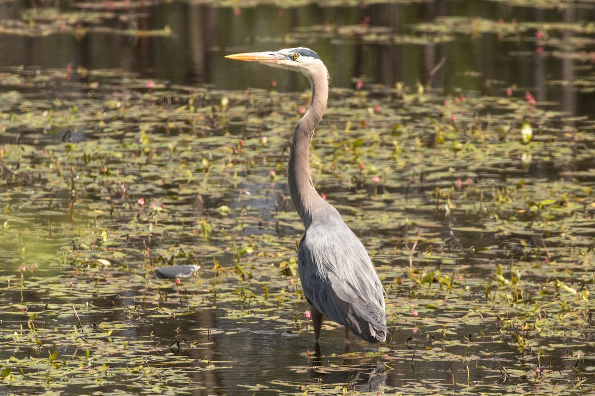 Great Blue Heron - ML620511212