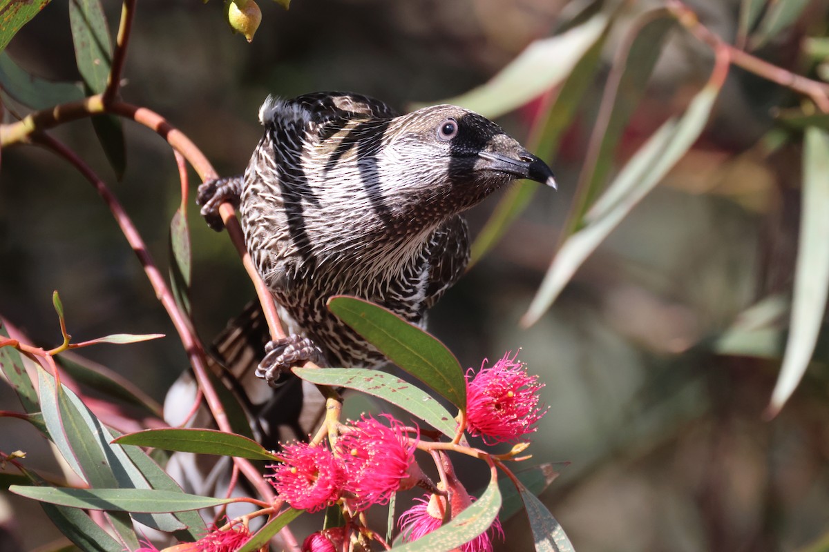 Little Wattlebird - ML620511221