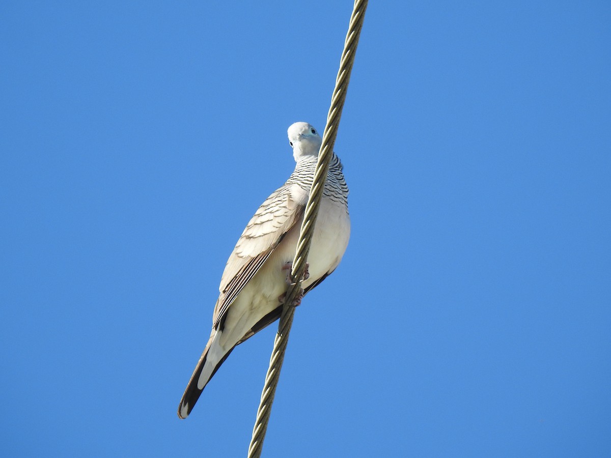 Peaceful Dove - ML620511230