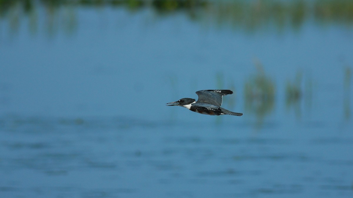 Belted Kingfisher - ML620511244