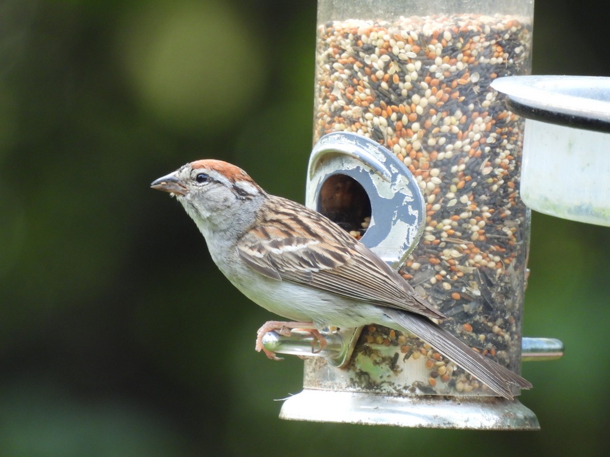Chipping Sparrow - Annik Paquet