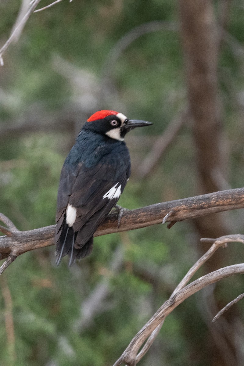 Acorn Woodpecker - ML620511247