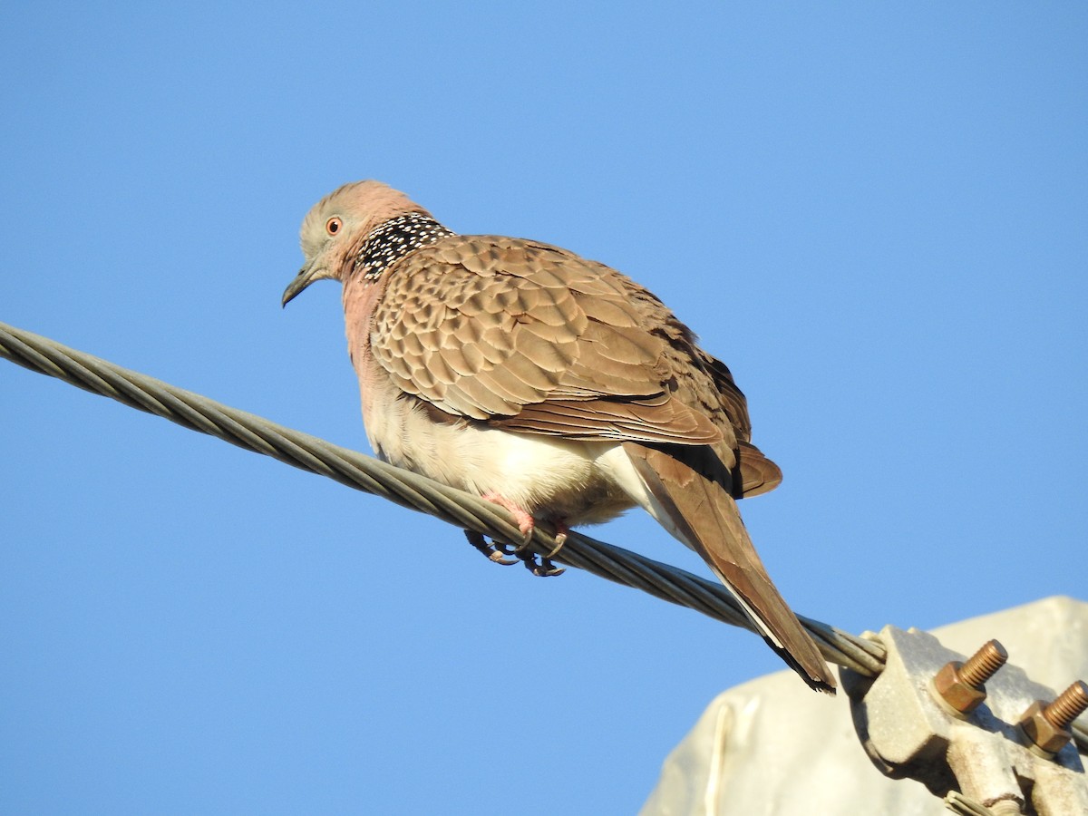 Spotted Dove - ML620511249