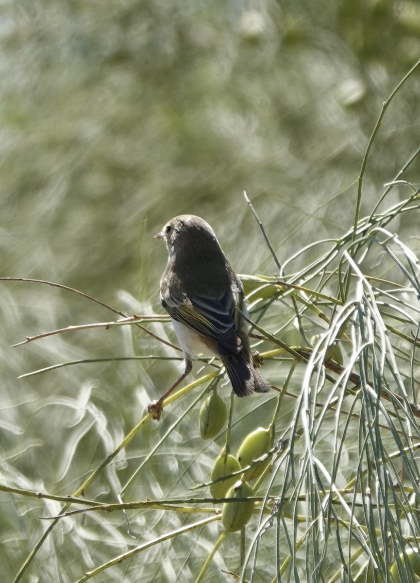 Western Bonelli's Warbler - ML620511251