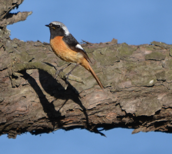 Daurian Redstart - ML620511259