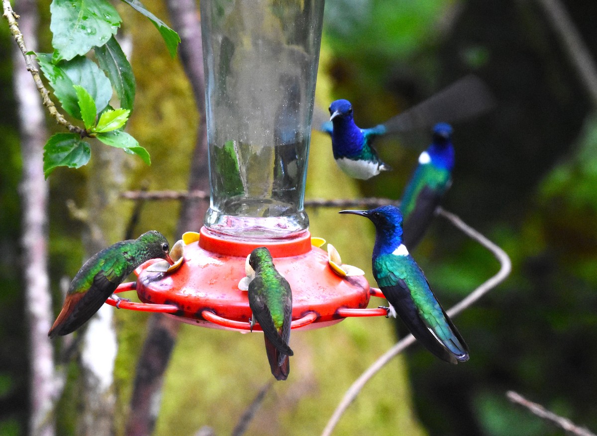 White-necked Jacobin - ML620511264