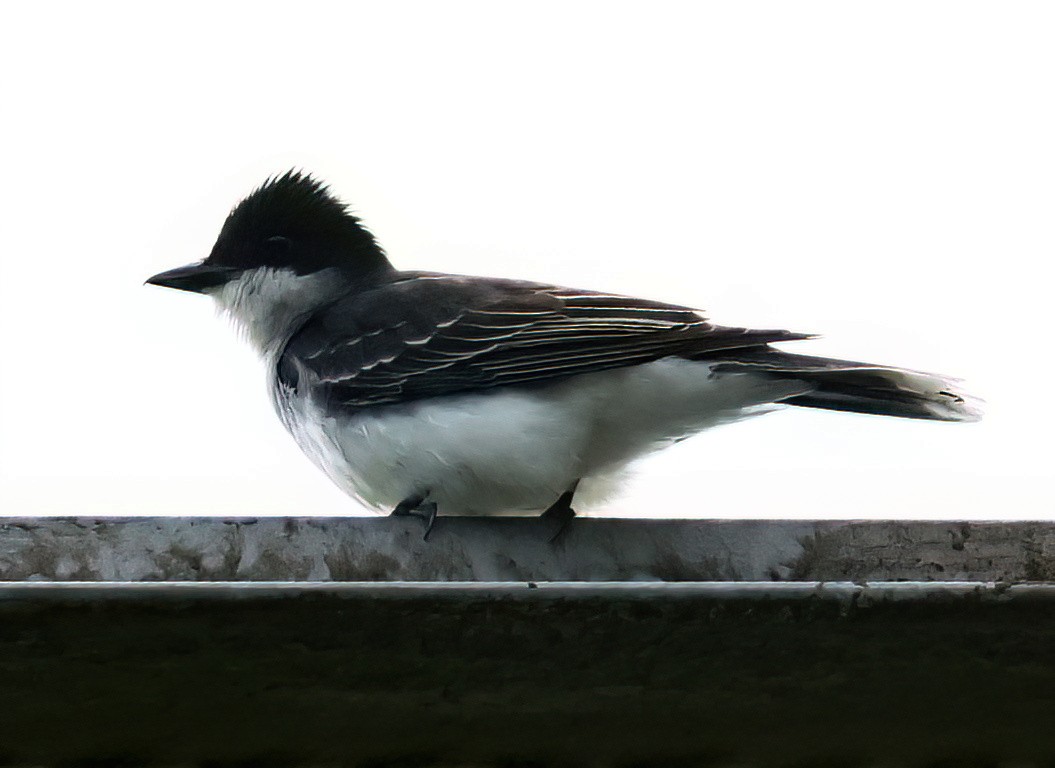 Eastern Kingbird - ML620511270