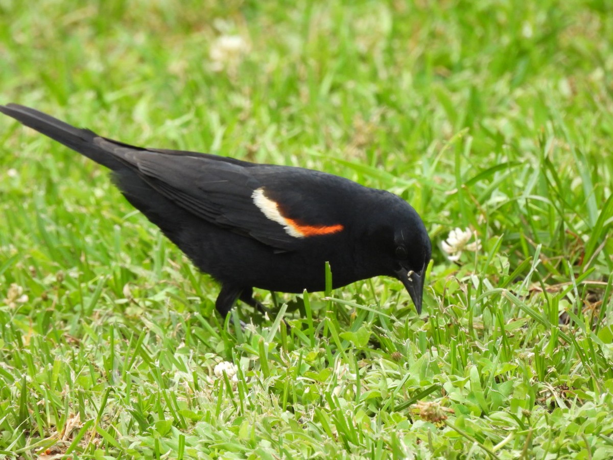 Red-winged Blackbird - Annik Paquet