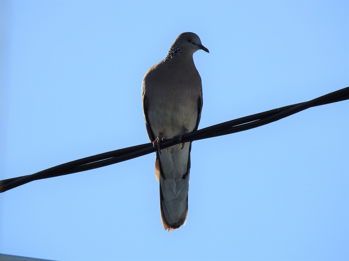 Spotted Dove - ML620511277