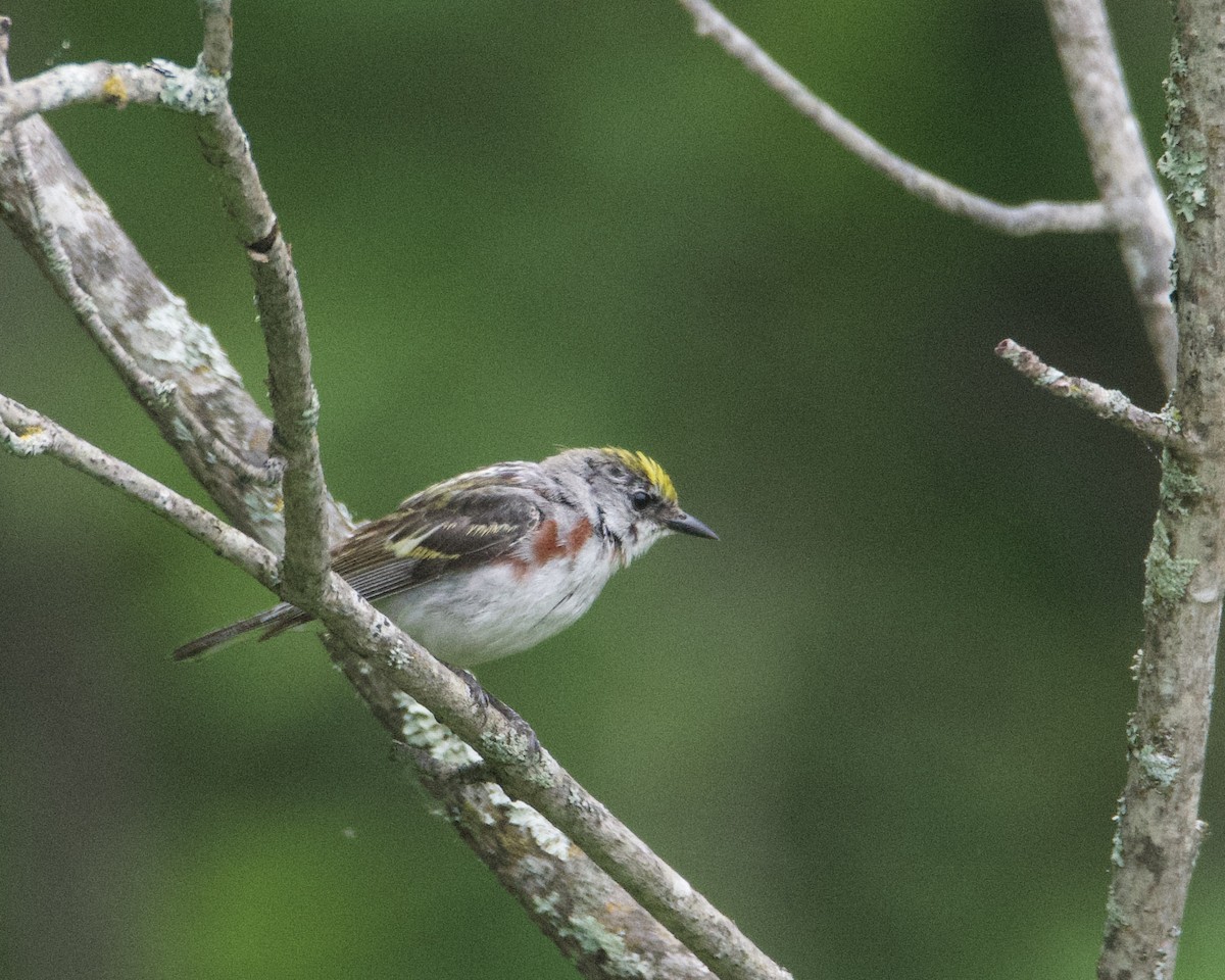 Chestnut-sided Warbler - ML620511279