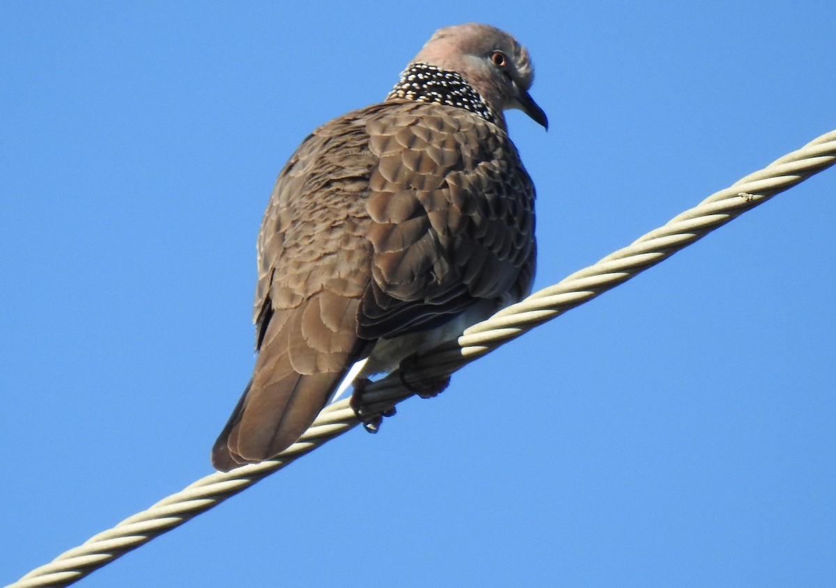 Spotted Dove - ML620511283
