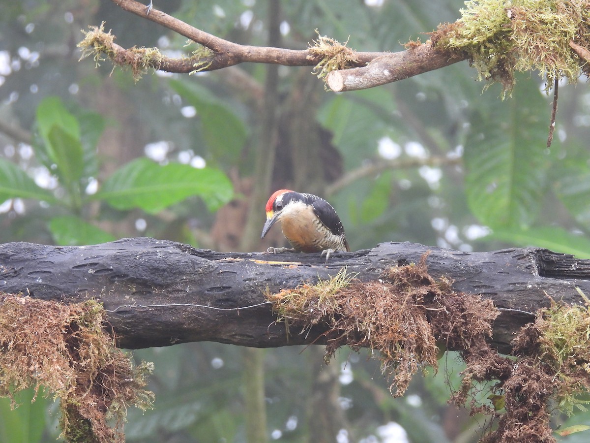 Black-cheeked Woodpecker - ML620511284